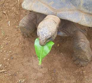 Turtle Dame beim Fressen