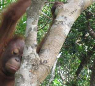 Orang Utan