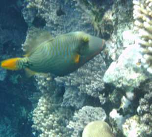 Orangenstreifen - Drückerfisch