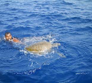 Rettung einer verletzten Schildkröte