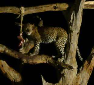 Leopard bei Fütterung