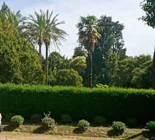 Gemischte mediterane Bäume