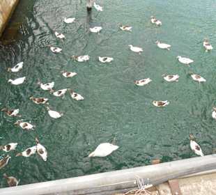 50 Gänse und ein Schwan am Hafen
