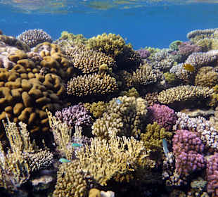 Schnorcheln Marsa Alam