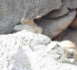 Nein niemand füttert die!