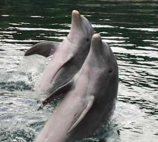 Delfine
