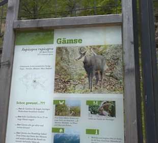 Eurasienbereich - Gämse