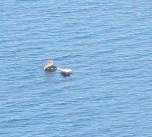 Seehunde auf Helgoland