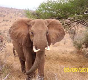 Angriffslustiger Elefant