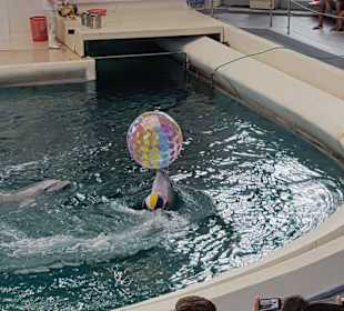 Delfin balanciert Ball