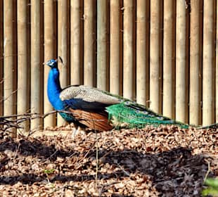 Stolzer Pfau