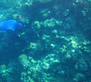 Delfinschwimmen und Schnorcheln am 24.07.2012