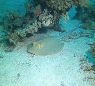 Tauchen bei der DC über Oototo Holiday Service gebucht