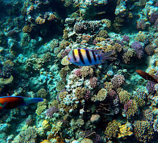 Schnorcheln Makadi Bay