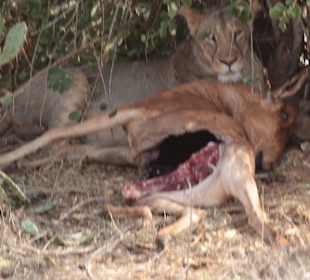 Tsavo East and West National Park