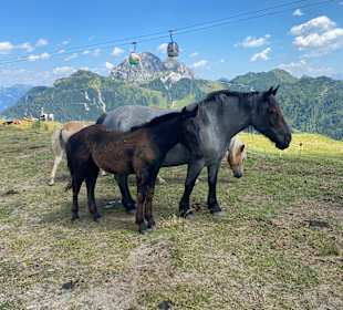 Wandern Hermagor - Pressegger See