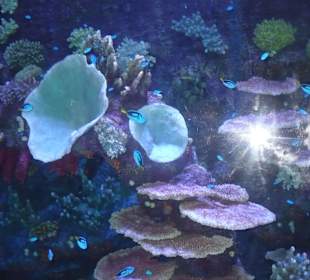 Röhren Aquarium Antalya 