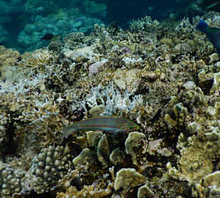 Farbige Unterwasserwelt