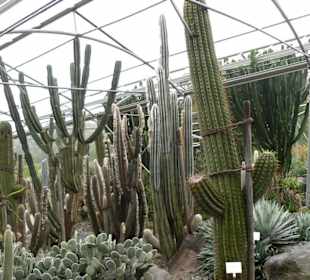 Kakteenhaus in Trauttmansdorff