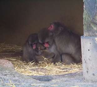 Little Moneky Family