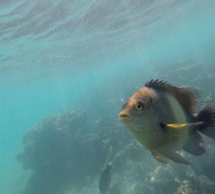 Schnorcheln Hurghada