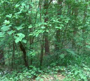 Waldlehrpfad in Tieringen