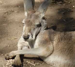 Kangaroo bei der Siesta