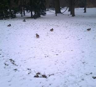 Łazienki wczesną wiosną.