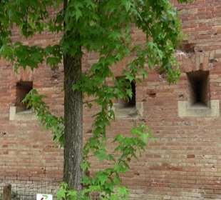 Baumlehrpfad Glacis Park