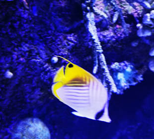 Aquarium Antalya
