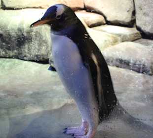 Pinguin