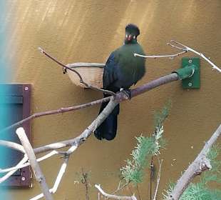 Punk soll ja wieder in sein