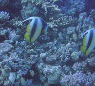 Tauchplatz Siyoul Kebir