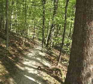 Wanderweg Hochgehwachsen