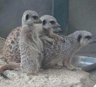 Neugierige Erdhörnchen