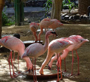 Flamingos