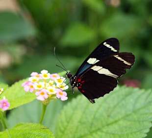 Schmetterling
