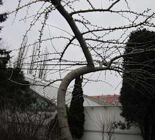 Breslauer Altstadt Botanischer Garten