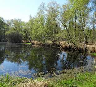 Impressionen aus der Gellener Torfmöörte