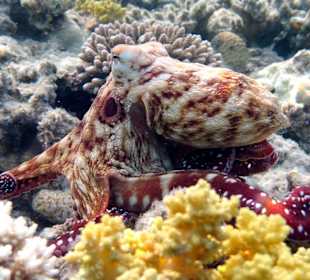 Осьминожка