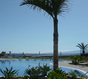 Palmen am Pool