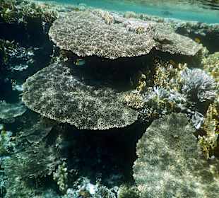 Schöne Unterwasserwelt