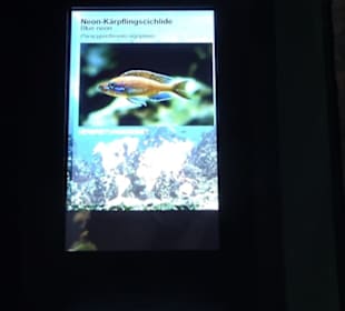 Tierpark Hellabrunn - Fische