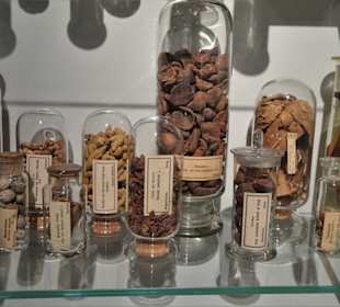 Rundgang durch das Übersee-Museum