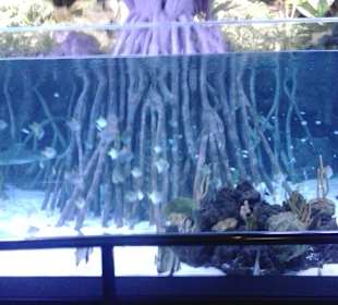 Aquarium