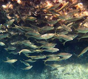 Šnorchlování v oblasti Kalithea