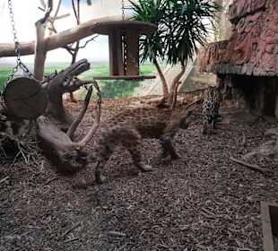 Zoo Salzburg 