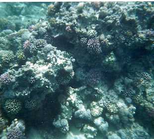 Unterwasserwelt SSRM