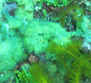 Koralleam Shark Reef Point