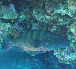 Panther-Forellenbarsch